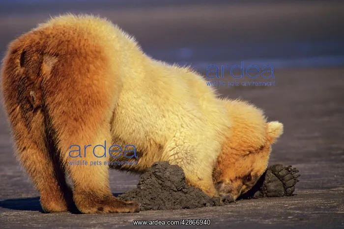 : Grizzly Bear digging for razor clams on an Alaskan : Grizzly Bear digging for razor clams on an Alaskan