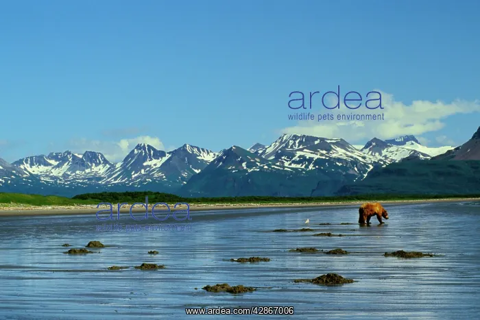 : Grizzly Bear digging razor clams on Alaskan beach : Grizzly Bear digging razor clams on Alaskan beach