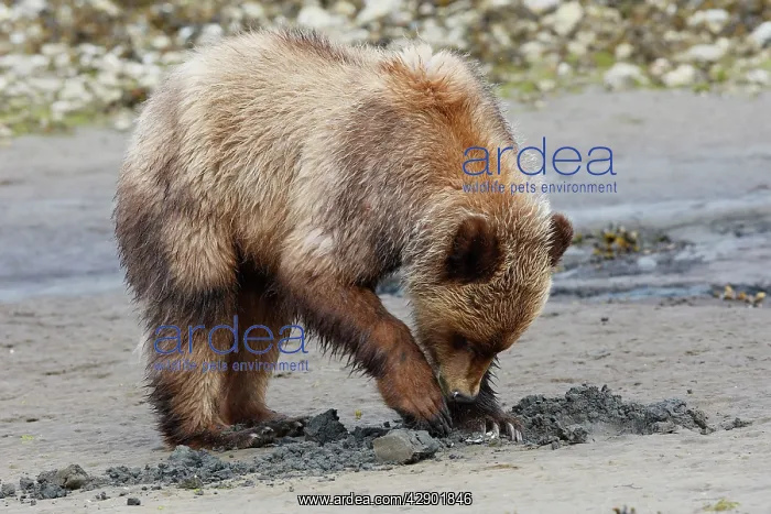 : Grizzly Bear - eating clams on estuary beach : Grizzly Bear - eating clams on estuary beach