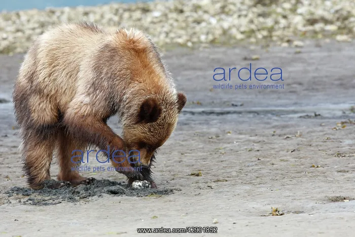: Grizzly Bear - eating clams on estuary beach : Grizzly Bear - eating clams on estuary beach