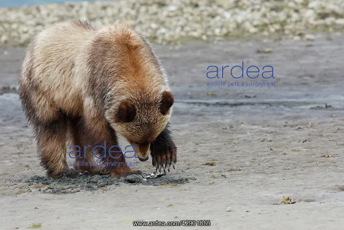 : Grizzly Bear - eating clams on estuary beach - : Grizzly Bear - eating clams on estuary beach -