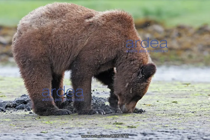 : Grizzly Bear - eating clams on estuary beach - : Grizzly Bear - eating clams on estuary beach -
