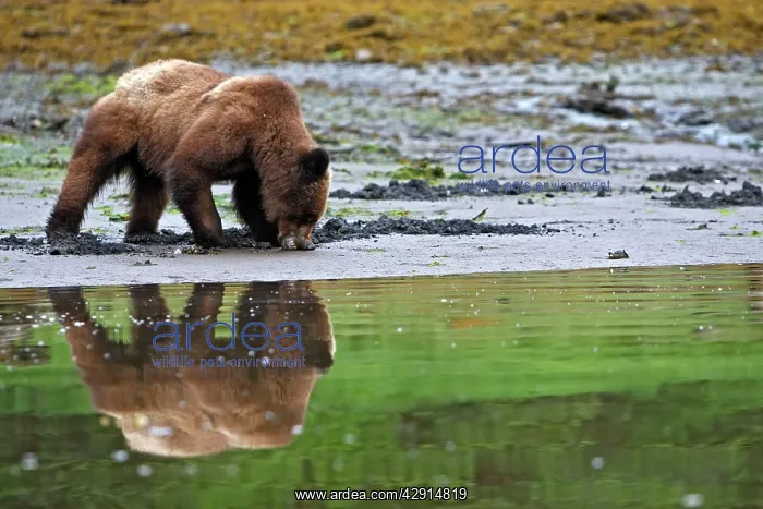  : Grizzly Bear - eating clams on estuary beach