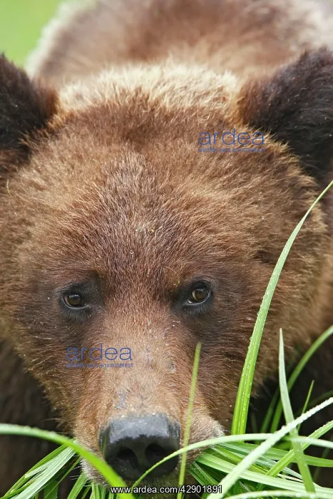 : Grizzly Bear - eating grass close-up : Grizzly Bear - eating grass close-up