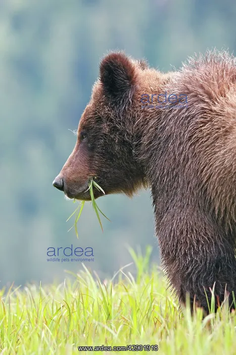 : Grizzly Bear - eating grass close-up : Grizzly Bear - eating grass close-up