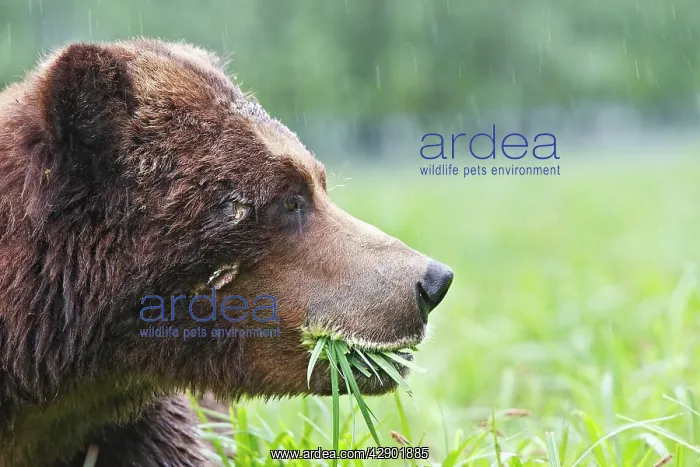 : Grizzly Bear - eating grass showing wounds / scars on face : Grizzly Bear - eating grass showing wounds / scars on face