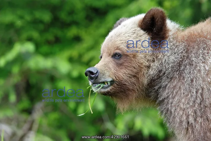 : Grizzly Bear - eating grass in Spring : Grizzly Bear - eating grass in Spring