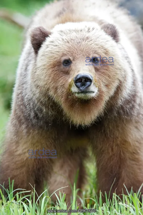 : Grizzly Bear - eating grass in Spring : Grizzly Bear - eating grass in Spring