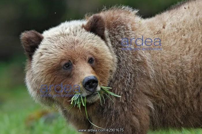 : Grizzly Bear - eating grass in Spring : Grizzly Bear - eating grass in Spring