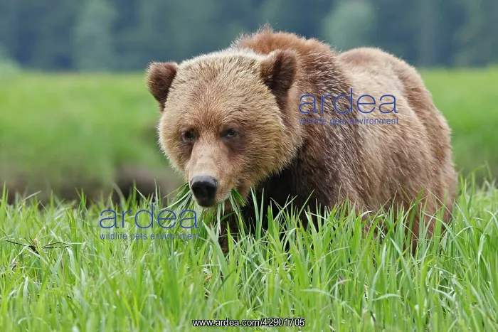: Grizzly Bear - eating grass in Spring : Grizzly Bear - eating grass in Spring