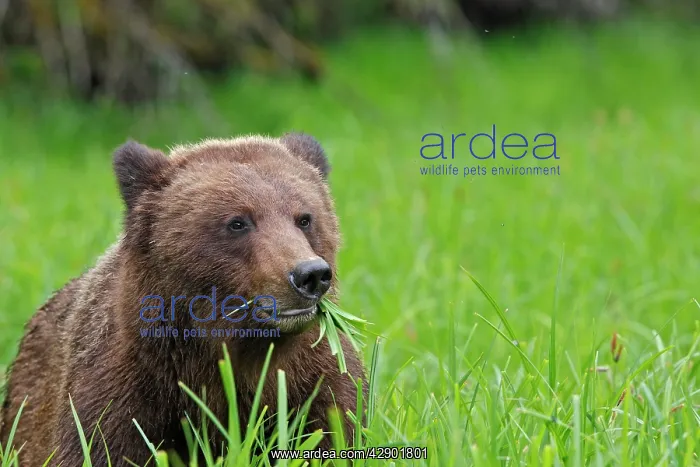 : Grizzly Bear - eating grass in Spring : Grizzly Bear - eating grass in Spring
