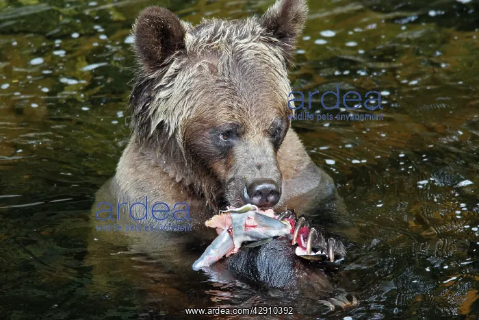 : Grizzly bear - eating salmon in river : Grizzly bear - eating salmon in river