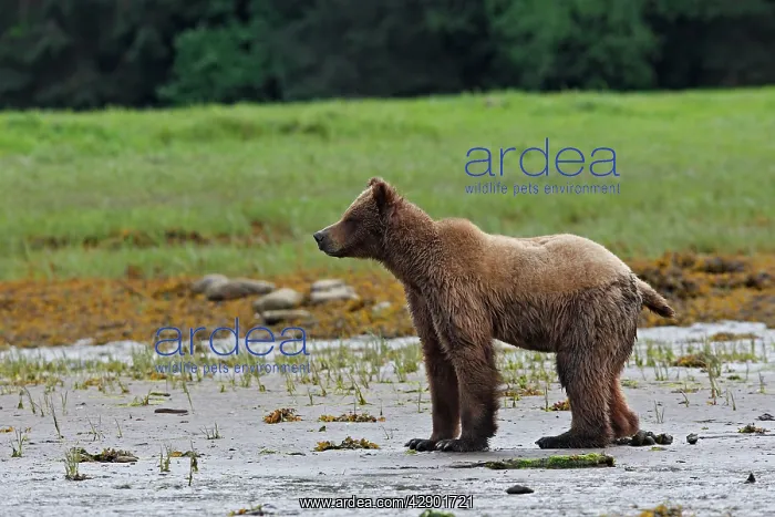: Grizzly Bear - on edge of estuary defecating : Grizzly Bear - on edge of estuary defecating