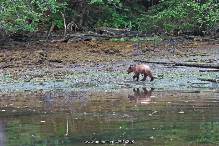 : Grizzly Bear - at estuary edge : Grizzly Bear - at estuary edge