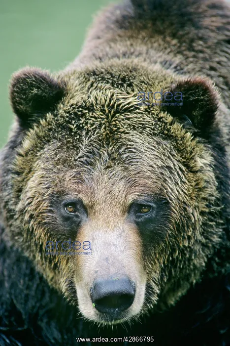 : Grizzly bear face : Grizzly bear face