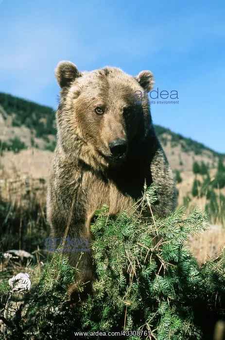 : GRIZZLY BEAR - facing : GRIZZLY BEAR - facing