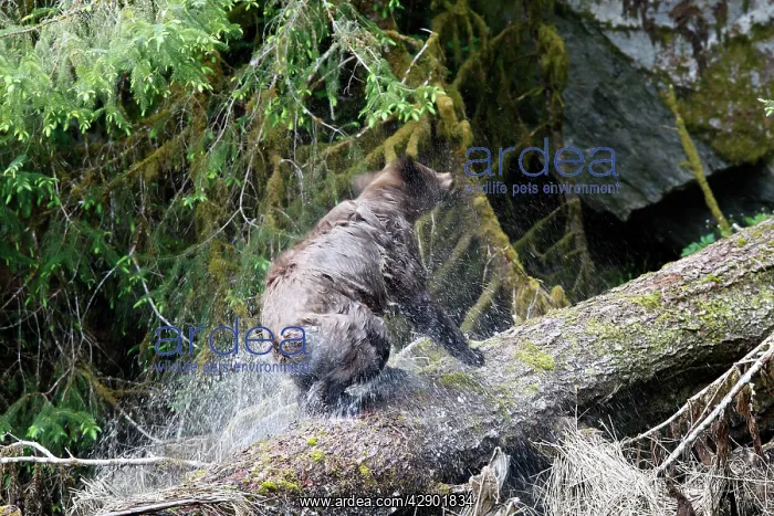 : Grizzly Bear - on fallen tree trunk shaking water off : Grizzly Bear - on fallen tree trunk shaking water off