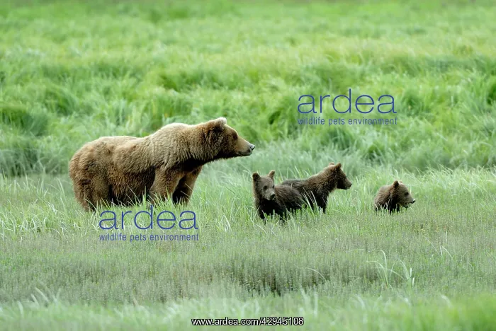 : Grizzly Bear - family in grass : Grizzly Bear - family in grass