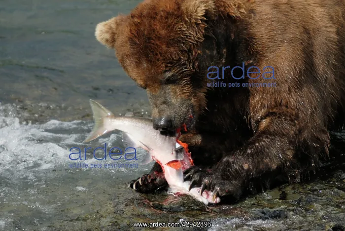 : Grizzly Bear - feeding on salmon : Grizzly Bear - feeding on salmon