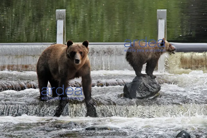 : Grizzly bear - female with cub fishing for salmon in river : Grizzly bear - female with cub fishing for salmon in river