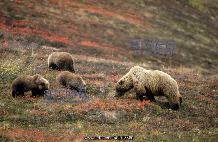 : Grizzly Bear - female & young foraging for berries : Grizzly Bear - female & young foraging for berries