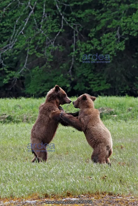 : Grizzly Bear - two fighting : Grizzly Bear - two fighting