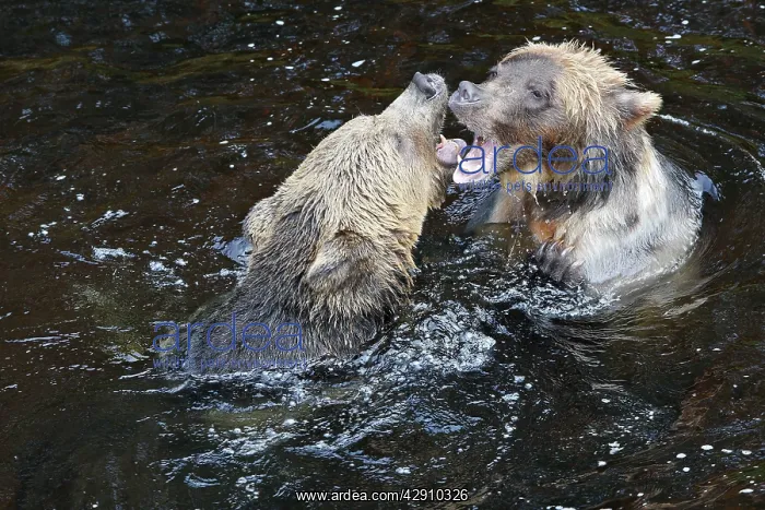 : Grizzly bear - two fighting / playing in water : Grizzly bear - two fighting / playing in water