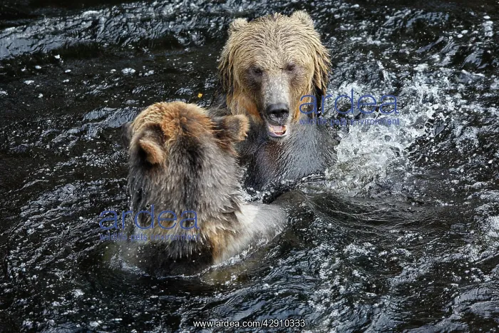  : Grizzly bear - two fighting  /  playing in water
