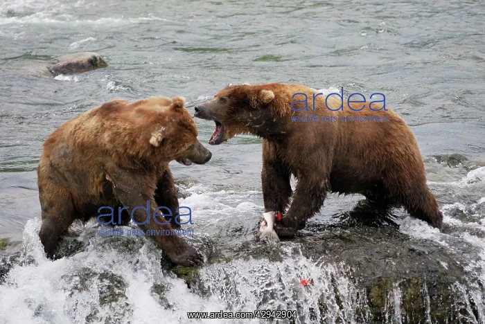 : Grizzly Bear - fighting for salmon in river : Grizzly Bear - fighting for salmon in river
