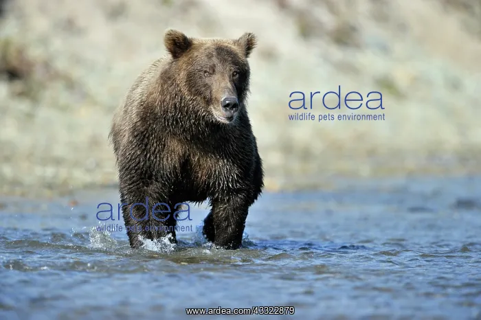 : Grizzly Bear fishing : Grizzly Bear fishing