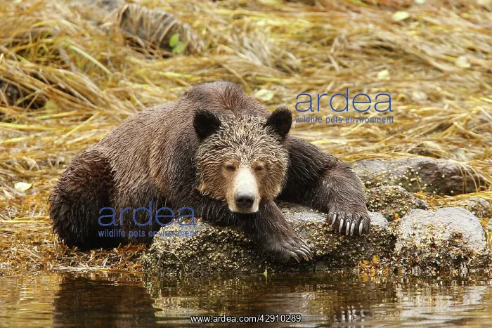 : Grizzly bear - fishing for salmon in Mussel Bay : Grizzly bear - fishing for salmon in Mussel Bay