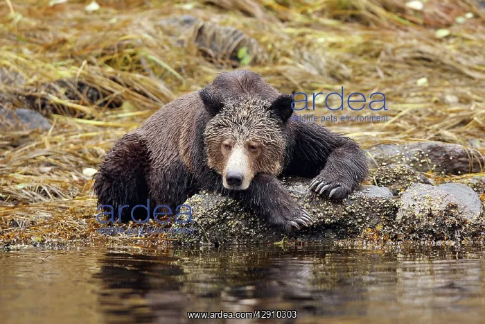 : Grizzly bear - fishing for salmon in river : Grizzly bear - fishing for salmon in river