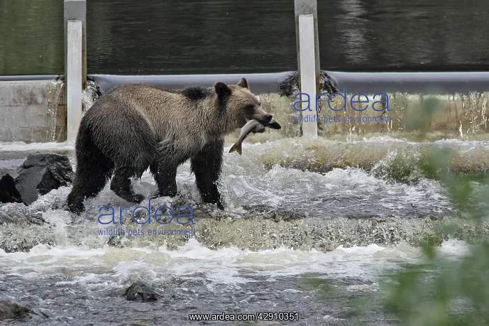 : Grizzly bear - fishing for salmon in river : Grizzly bear - fishing for salmon in river
