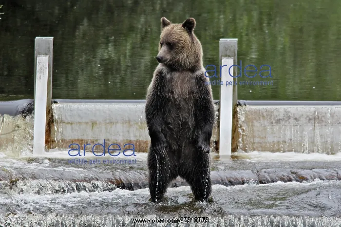 : Grizzly bear - fishing for salmon in river : Grizzly bear - fishing for salmon in river