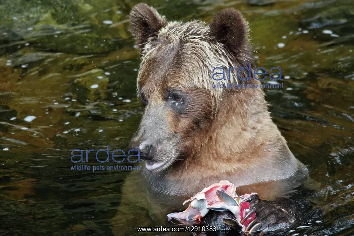 : Grizzly bear - fishing for salmon in river : Grizzly bear - fishing for salmon in river