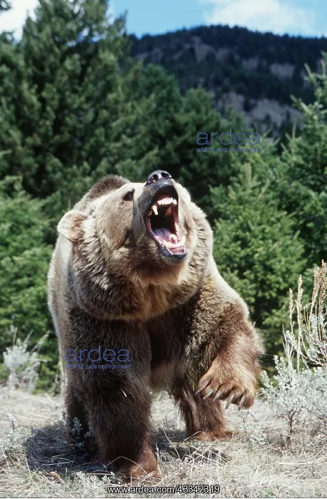 : GRIZZLY BEAR - Foreleg up, roaring : GRIZZLY BEAR - Foreleg up, roaring