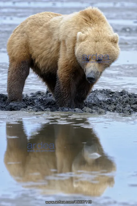 : Grizzly Bear - Grizzly Bear clamming on beach at : Grizzly Bear - Grizzly Bear clamming on beach at