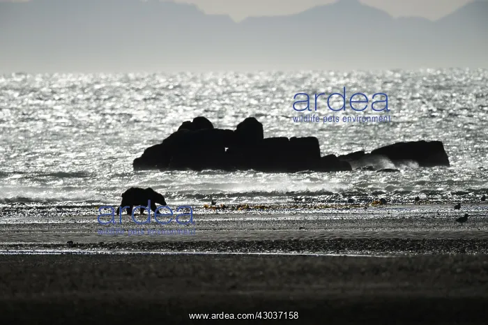 : Grizzly Bear - Grizzly Bear clamming on beach at : Grizzly Bear - Grizzly Bear clamming on beach at
