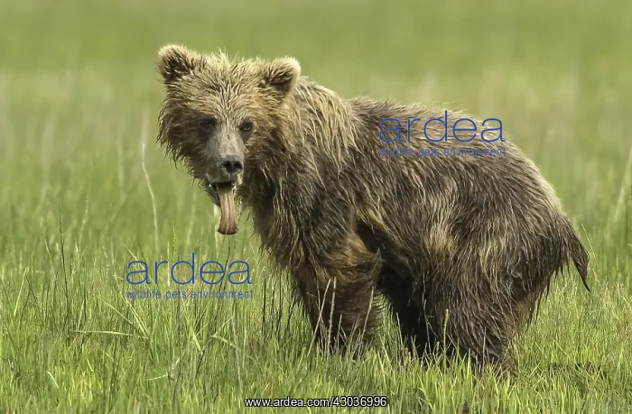 : Grizzly Bear - Grizzly Bear cub with a bee sting : Grizzly Bear - Grizzly Bear cub with a bee sting