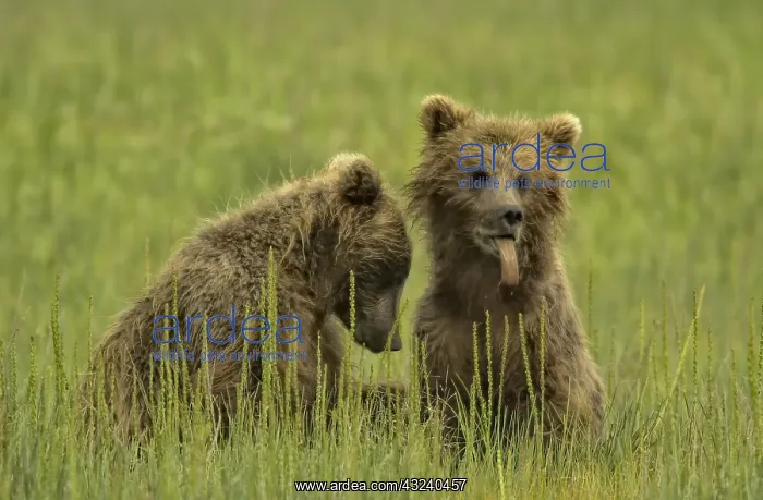 : Grizzly Bear - Grizzly Bear cub with a bee sting : Grizzly Bear - Grizzly Bear cub with a bee sting