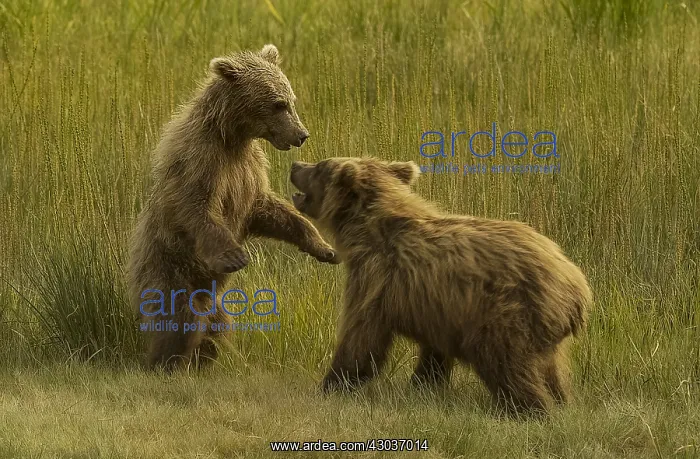 : Grizzly Bear - Grizzly Bear cubs playing - North : Grizzly Bear - Grizzly Bear cubs playing - North