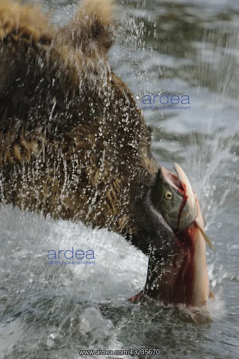: Grizzly Bear - Grizzly Bear with a fish in mouth : Grizzly Bear - Grizzly Bear with a fish in mouth
