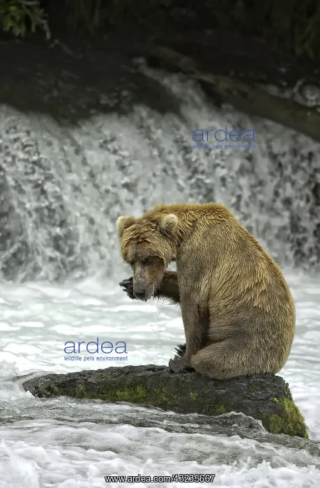 : Grizzly Bear - Grizzly Bear fishing for salmon in : Grizzly Bear - Grizzly Bear fishing for salmon in