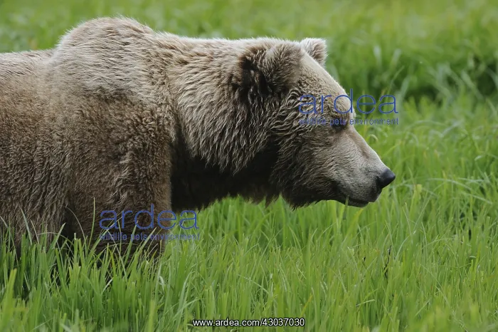 : Grizzly Bear - Grizzly Bear in grass - North America : Grizzly Bear - Grizzly Bear in grass - North America
