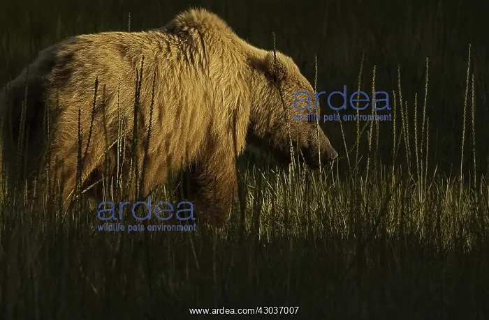 : Grizzly Bear - Grizzly Bear in grass at sunset - : Grizzly Bear - Grizzly Bear in grass at sunset -