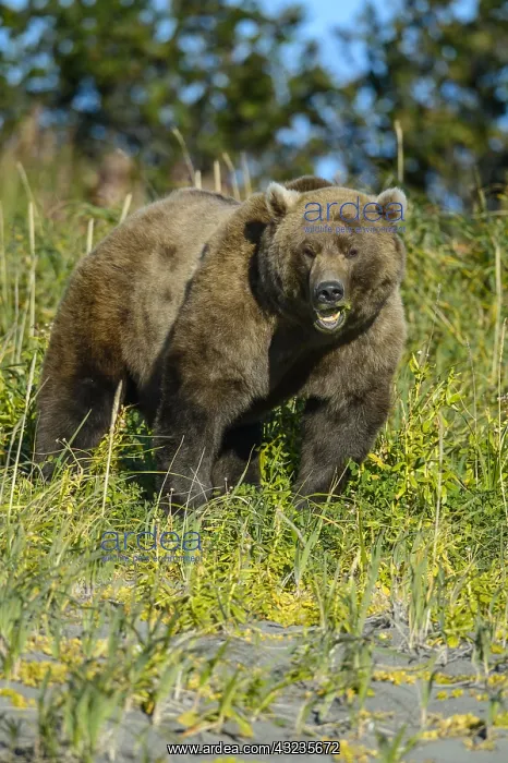 : Grizzly Bear - Grizzly Bear grazing grass - North : Grizzly Bear - Grizzly Bear grazing grass - North