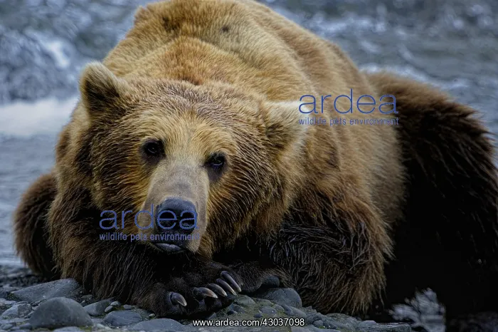 : Grizzly Bear - Grizzly Bear laying near river bank : Grizzly Bear - Grizzly Bear laying near river bank