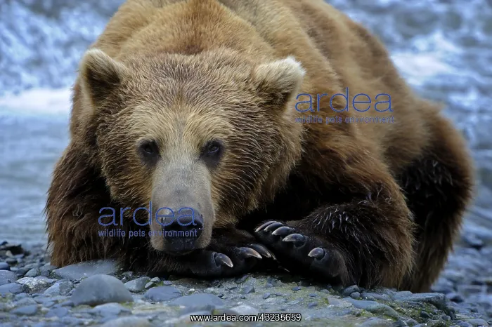 : Grizzly Bear - Grizzly Bear laying near river bank : Grizzly Bear - Grizzly Bear laying near river bank