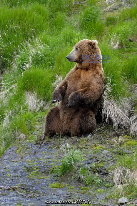 : Grizzly Bear - Grizzly Bear sitting in grass - North : Grizzly Bear - Grizzly Bear sitting in grass - North