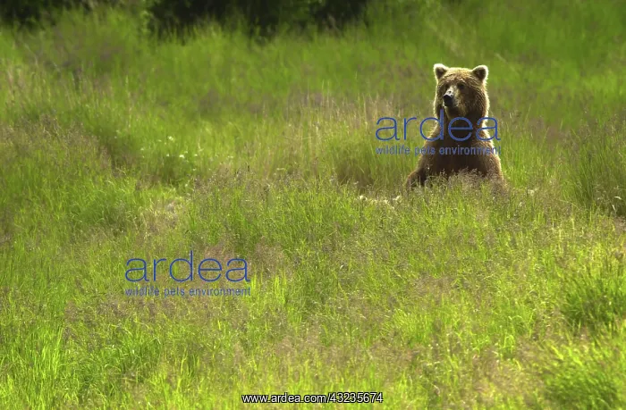 : Grizzly Bear - Grizzly Bear sitting in grass - North : Grizzly Bear - Grizzly Bear sitting in grass - North